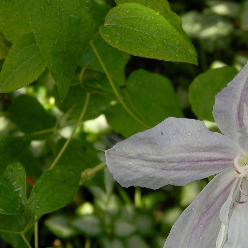 Clematis jackmanii Alba - Waldrebe (Foliage)