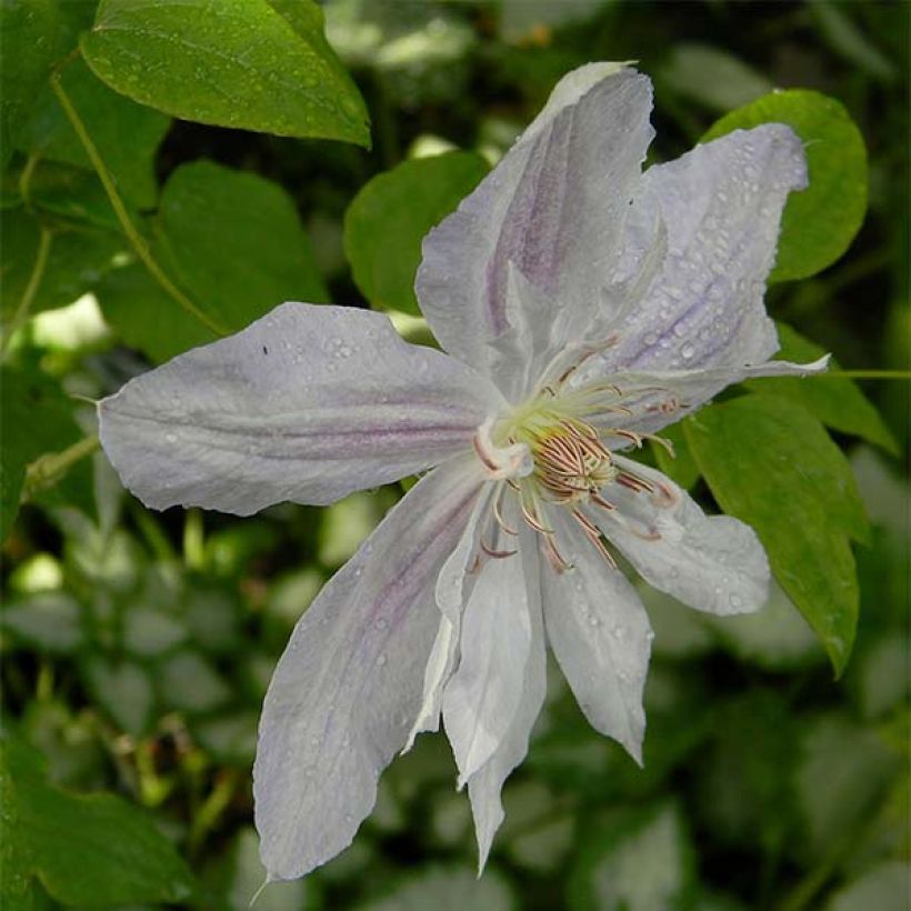 Clematis jackmanii Alba - Waldrebe (Flowering)