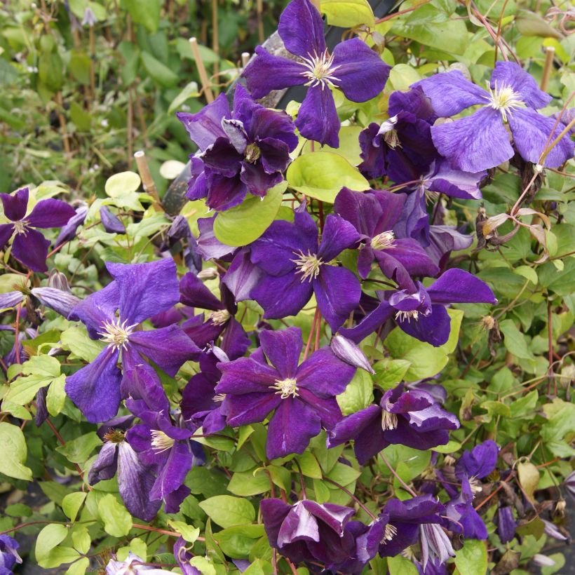 Clematis jackmanii Superba - Waldrebe (Flowering)