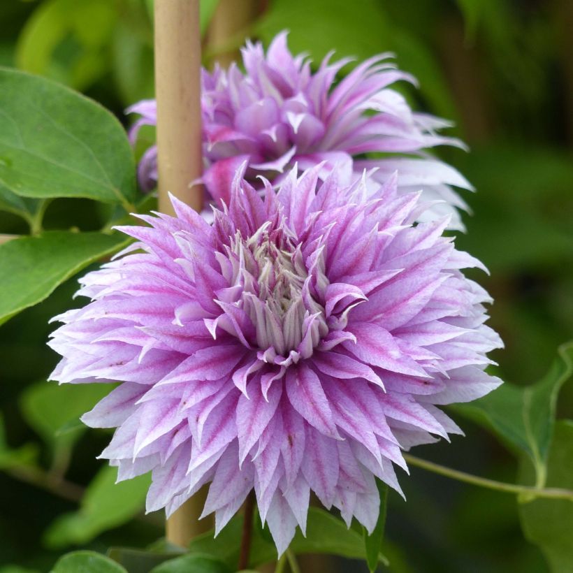 Waldrebe Joséphine - Clematis (Flowering)
