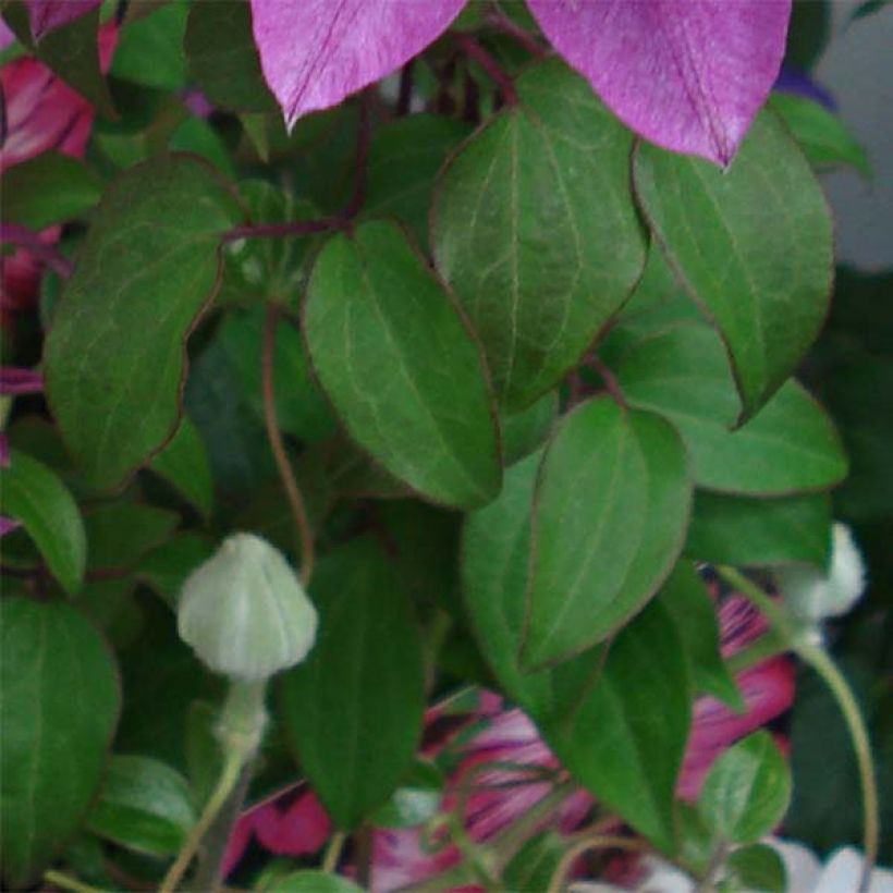 Waldrebe Kaiser - Clematis (Foliage)