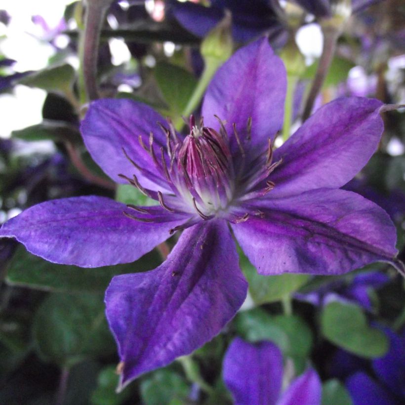 Waldrebe Mon Amour - Clematis (Flowering)