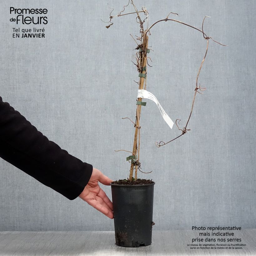 Exemplar von Waldrebe Pink Perfection - Clematis Topf mit 1,5L/2L wie im Winter geliefert