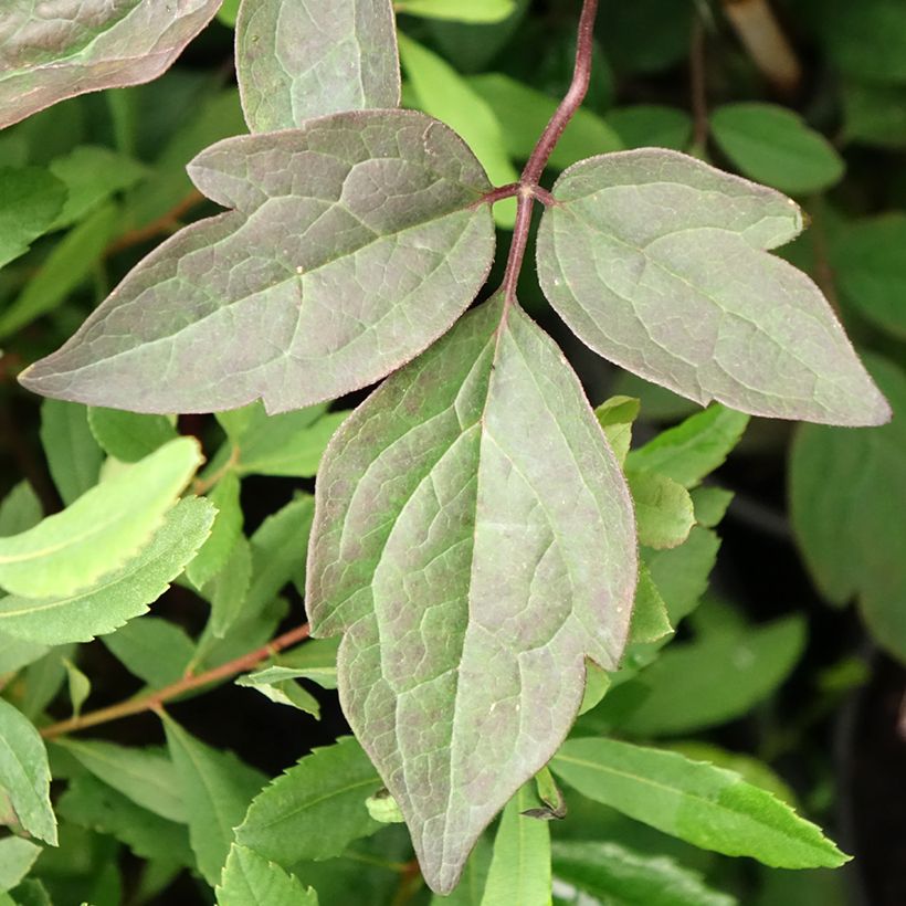 Waldrebe Pink Perfection - Clematis (Foliage)