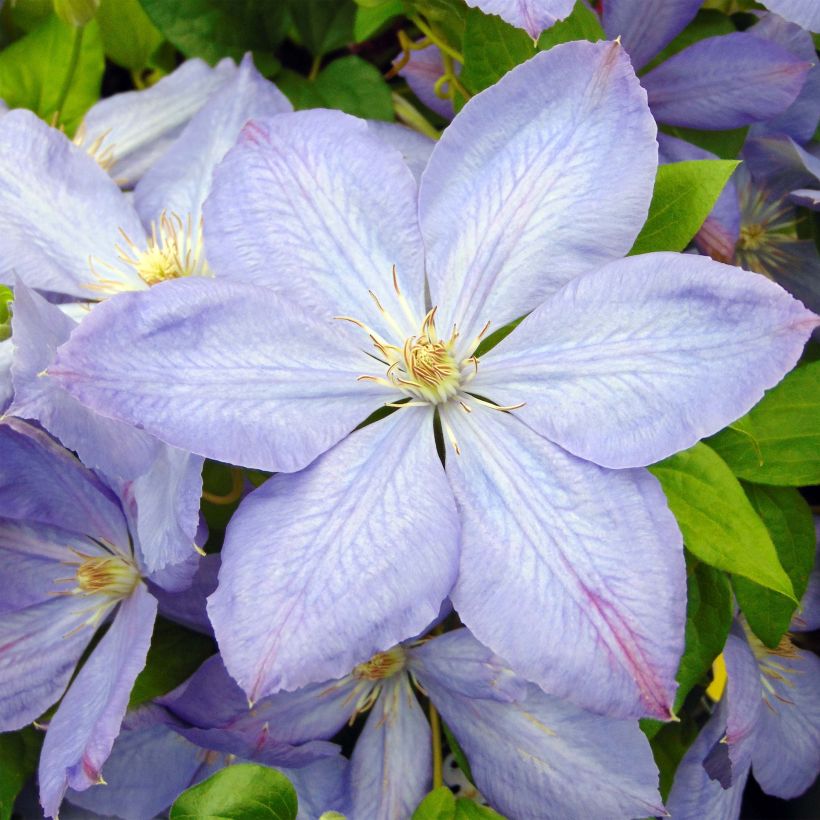Waldrebe Mrs Cholmondeley - Clematis (Flowering)