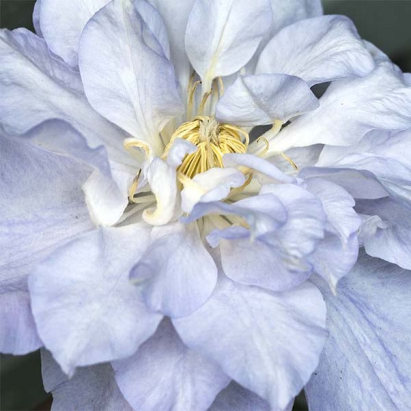 Waldrebe Veronica's Choice - Clematis (Flowering)