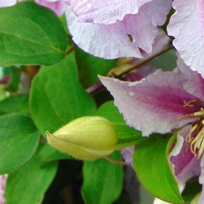 Waldrebe Piilu - Clematis (Foliage)