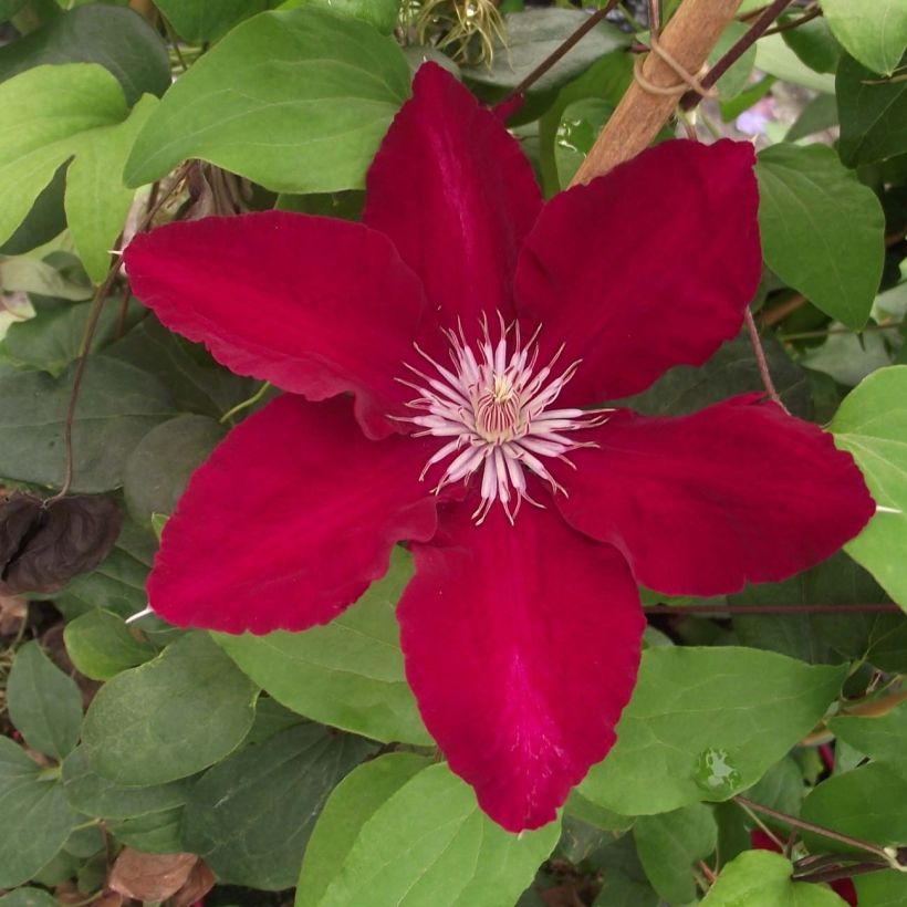 Waldrebe Rebecca - Clematis (Flowering)