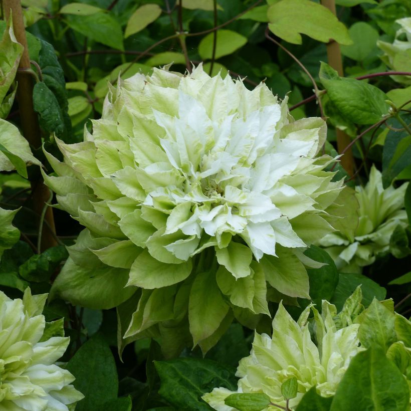 Waldrebe Sen no Kaze - Clematis (Flowering)