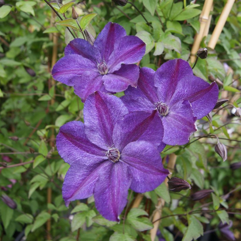 Waldrebe Supernight - Clematis (Flowering)