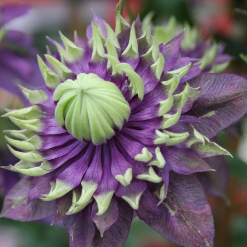 Waldrebe Taiga - Clematis (Flowering)