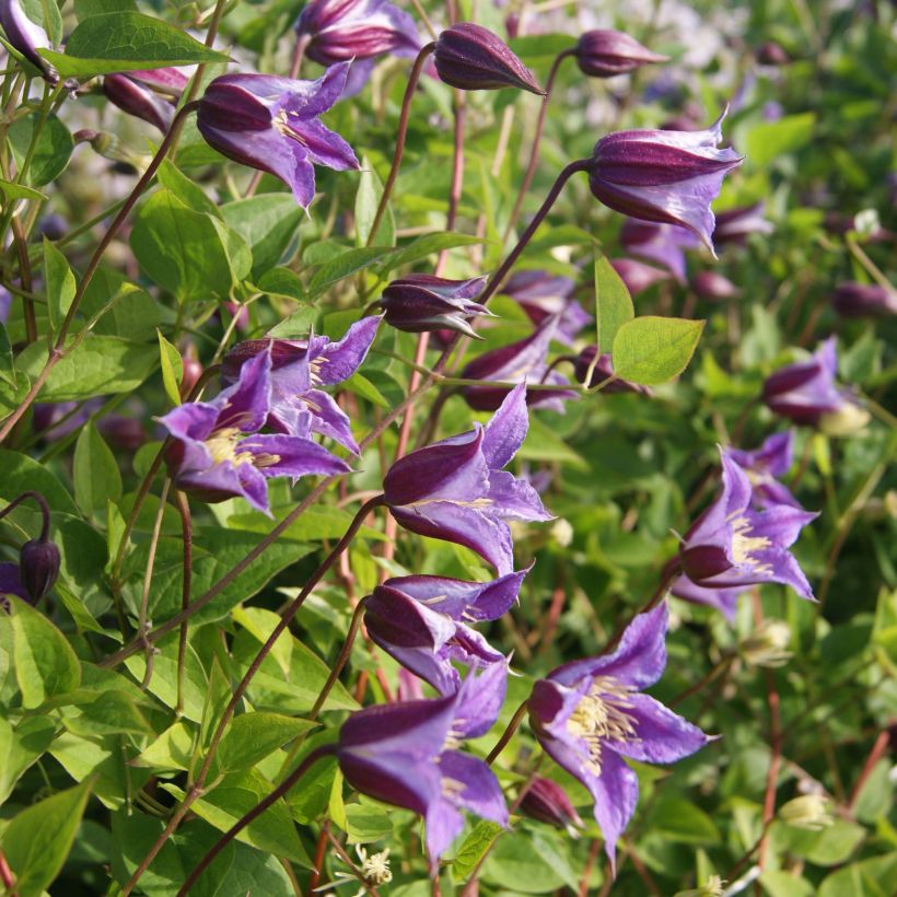 Clematis texensis Prince William - Texas-Waldrebe (Flowering)