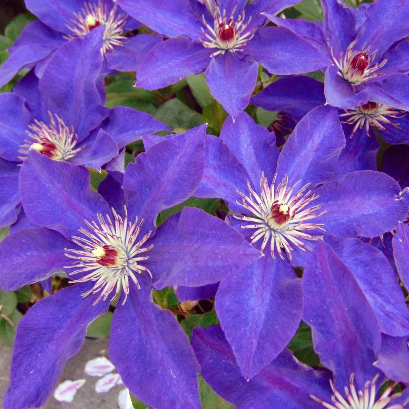Waldrebe The President - Clematis (Flowering)