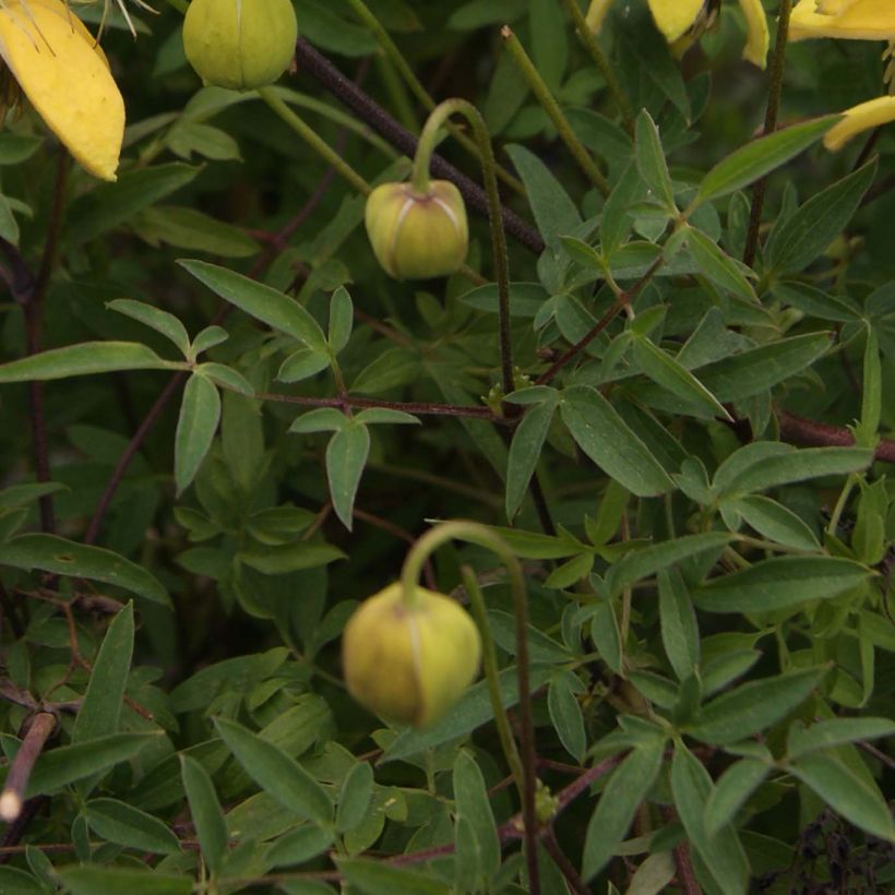 Clematis tibetana var. vernayi Orange Peel - Waldrebe (Foliage)