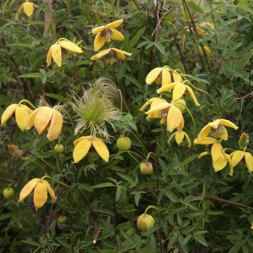 Clematis tibetana var. vernayi Orange Peel - Waldrebe (Flowering)