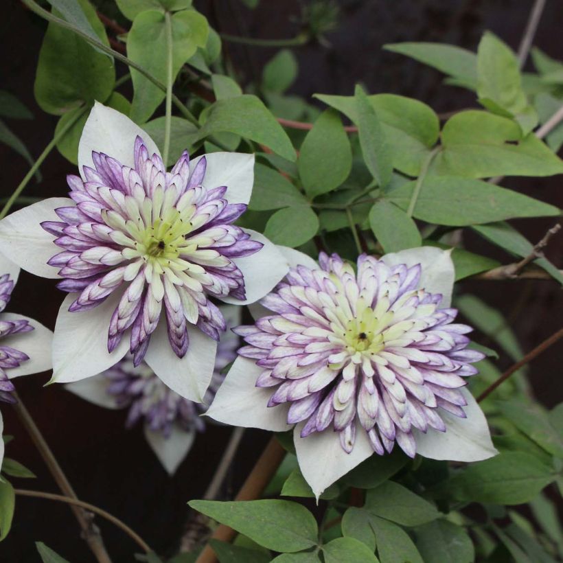 Waldrebe Viennetta - Clematis (Flowering)