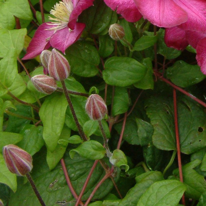 Waldrebe Ville de Lyon - Clematis (Foliage)