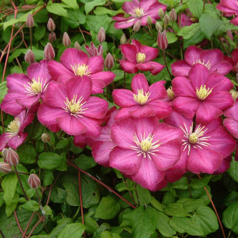 Waldrebe Ville de Lyon - Clematis (Plant habit)