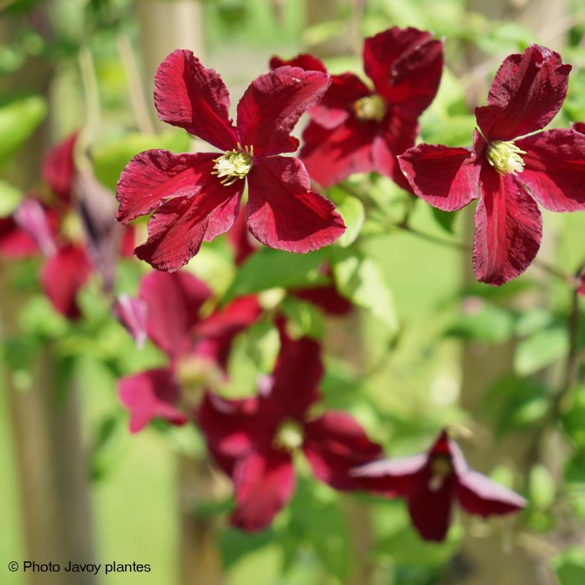 Clematis viticella Burning Love - Waldrebe (Flowering)