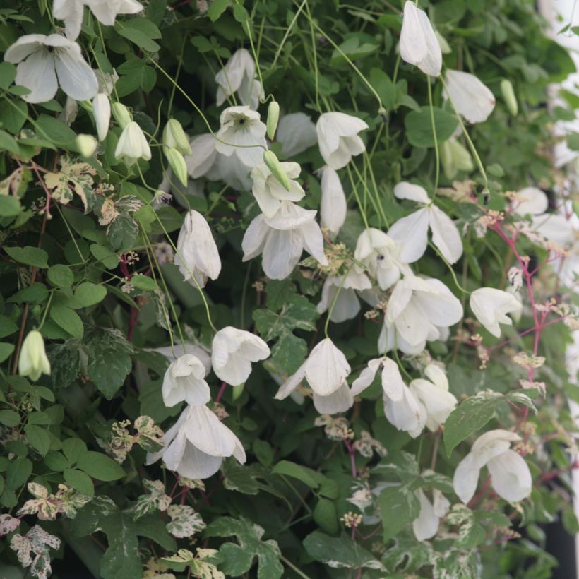 Waldrebe Maria Cornelia - Clematis (Flowering)