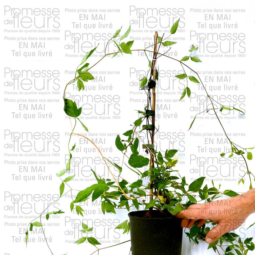 Example of Waldrebe Aphrodite - Clematis Topf mit 2L/3L as you get