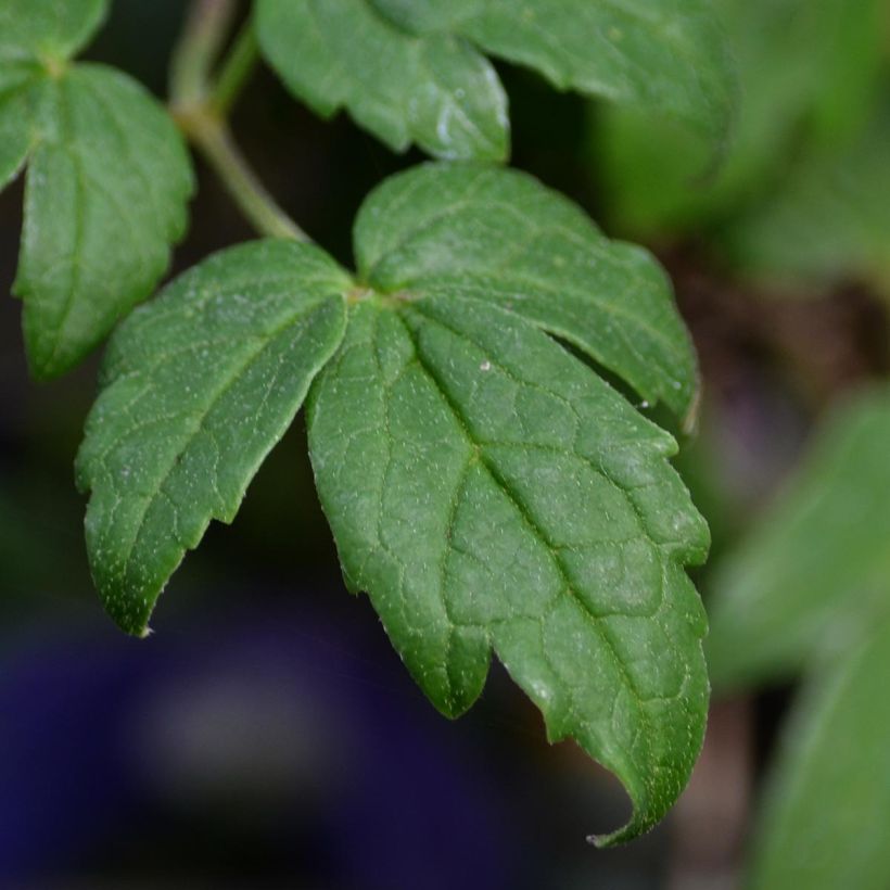 Waldrebe Francis Rivis - Clematis (Foliage)
