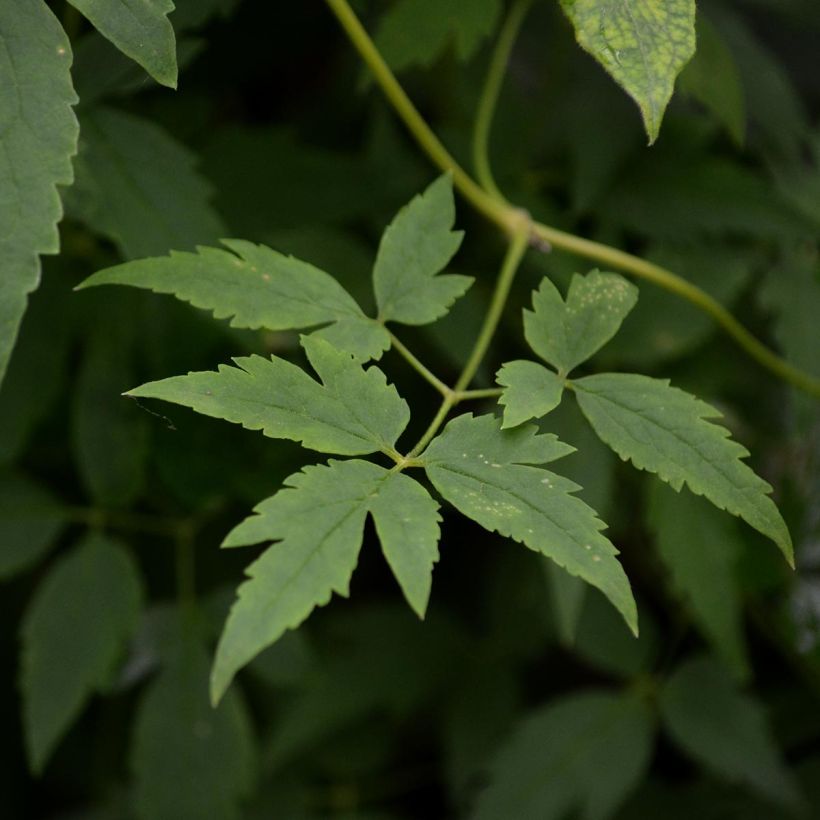 Clematis alpina Ruby - Alpen-Waldrebe (Foliage)
