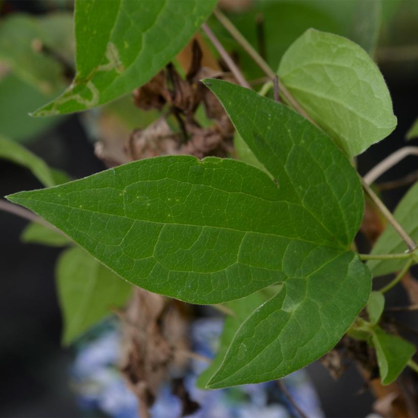 Waldrebe Arabella - Clematis (Foliage)