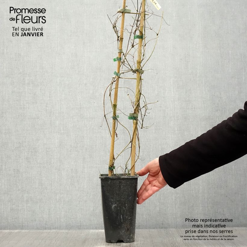 Exemplar von Waldrebe Bee's Jubilée - Clematis Topf mit 2L/3L wie im Winter geliefert