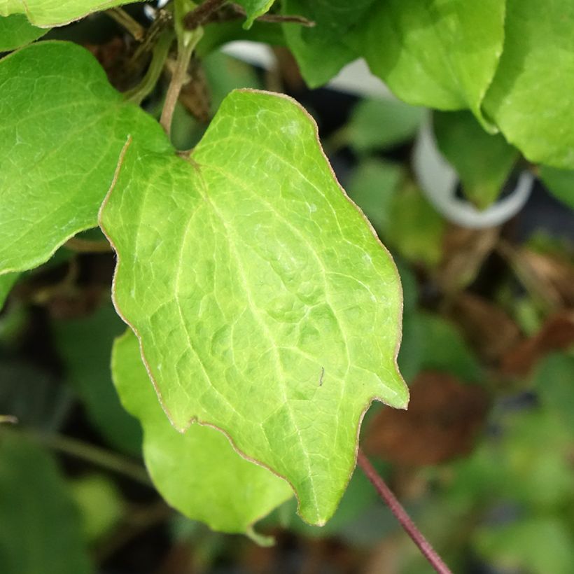 Waldrebe Bee's Jubilée - Clematis (Foliage)