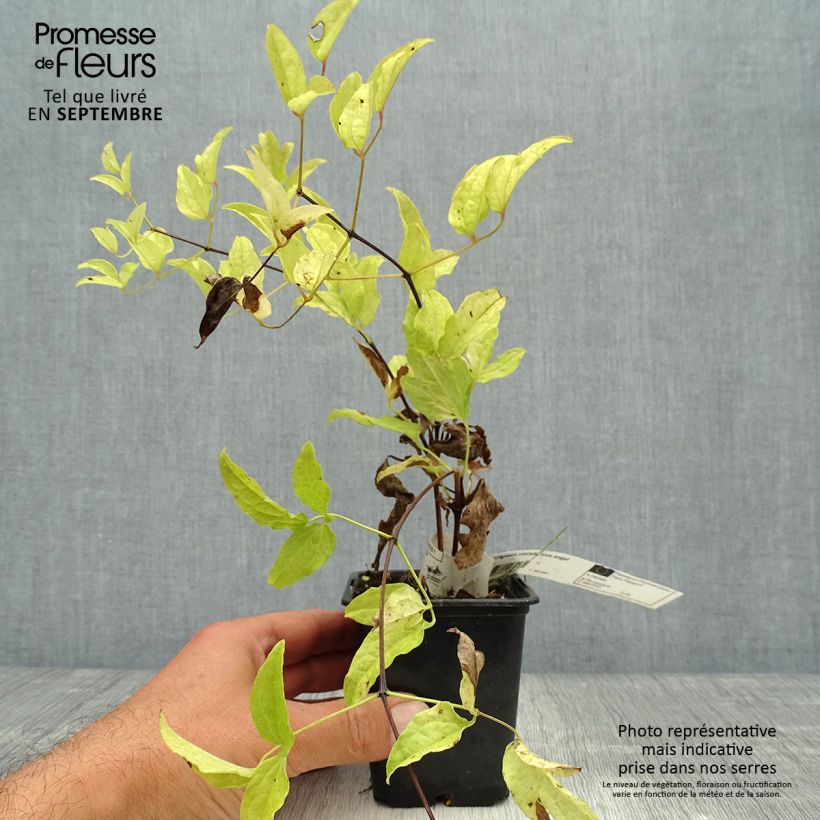 Example of Waldrebe Blekitny aniol - Clematis Kleine Töpfe von 8/9 cm as you get in automne