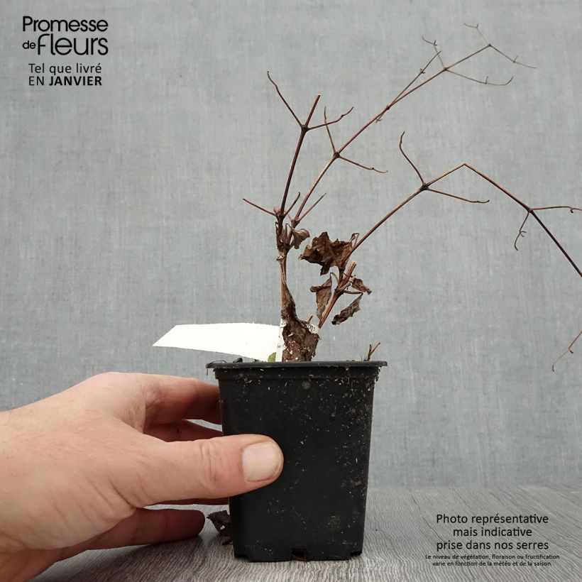 Exemplar von Waldrebe Blekitny aniol - Clematis Kleine Töpfe von 8/9 cm wie im Winter geliefert