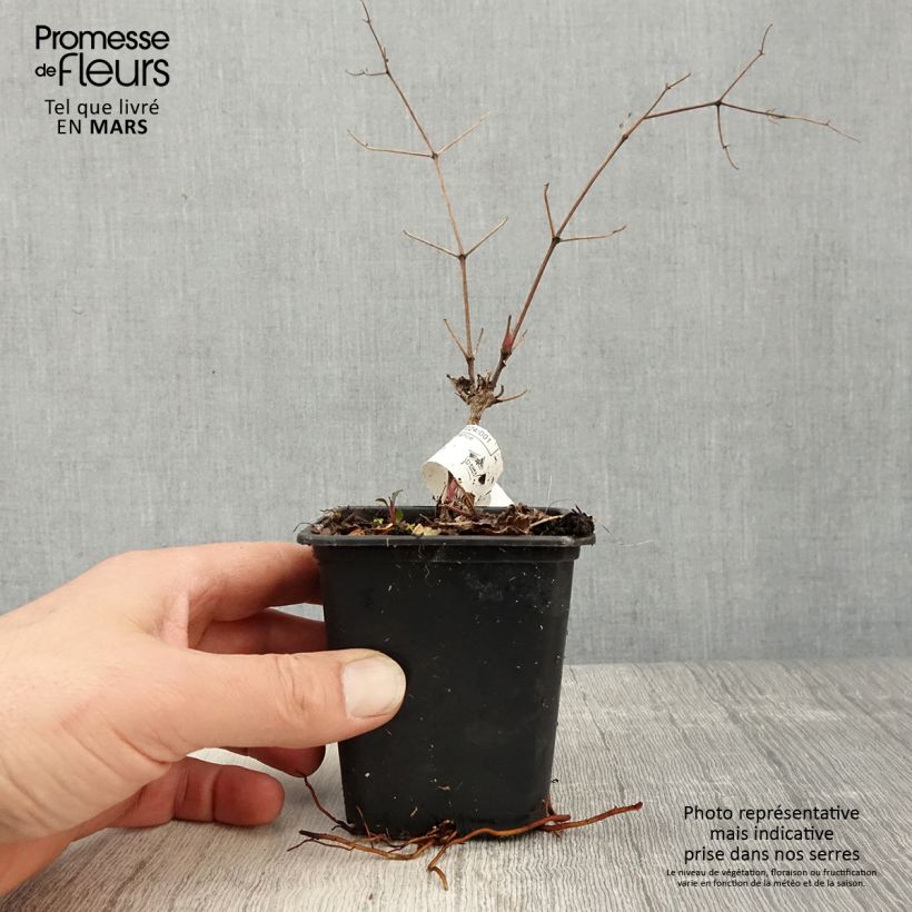 Exemplar von Waldrebe Blekitny aniol - Clematis Kleine Töpfe von 8/9 cm wie im Frühjahr geliefert