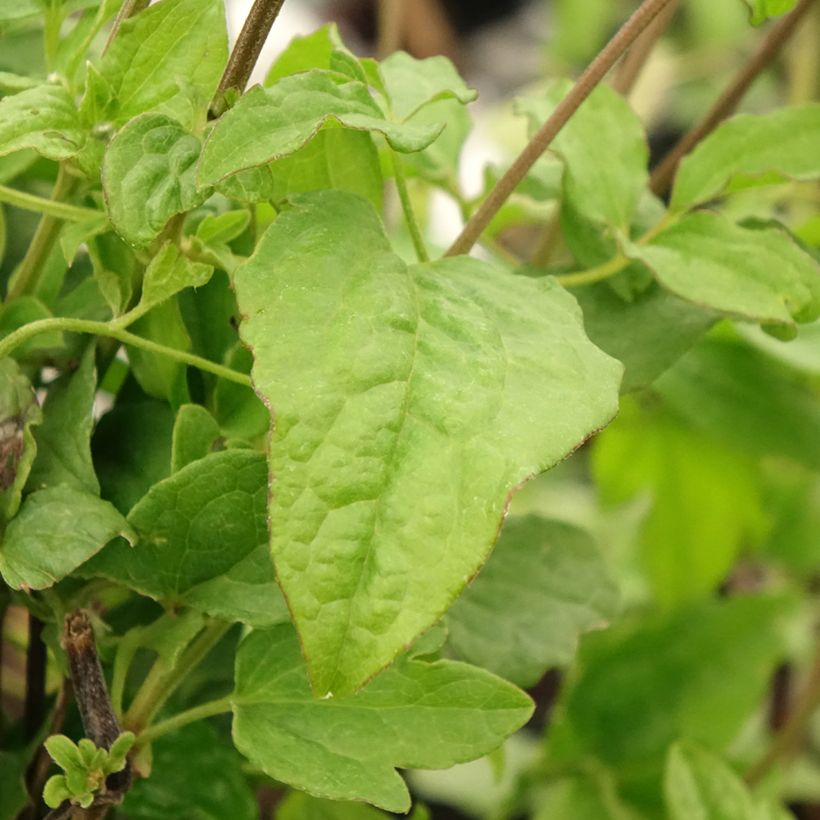 Waldrebe Blekitny aniol - Clematis (Foliage)