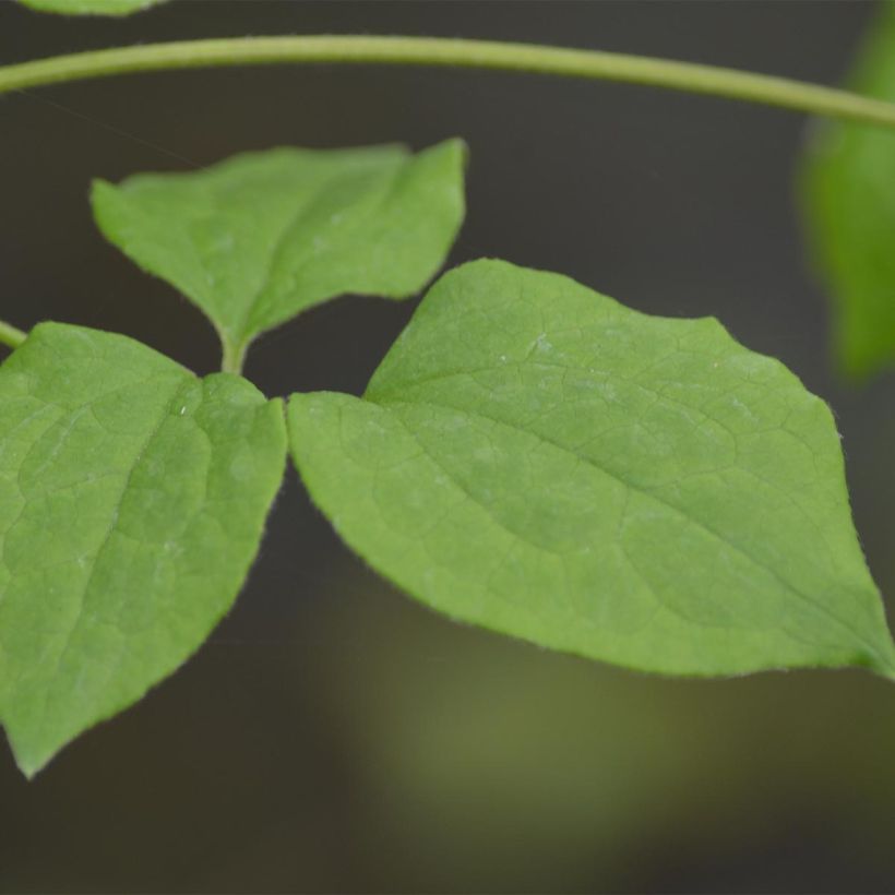 Waldrebe Blue Light - Clematis (Foliage)