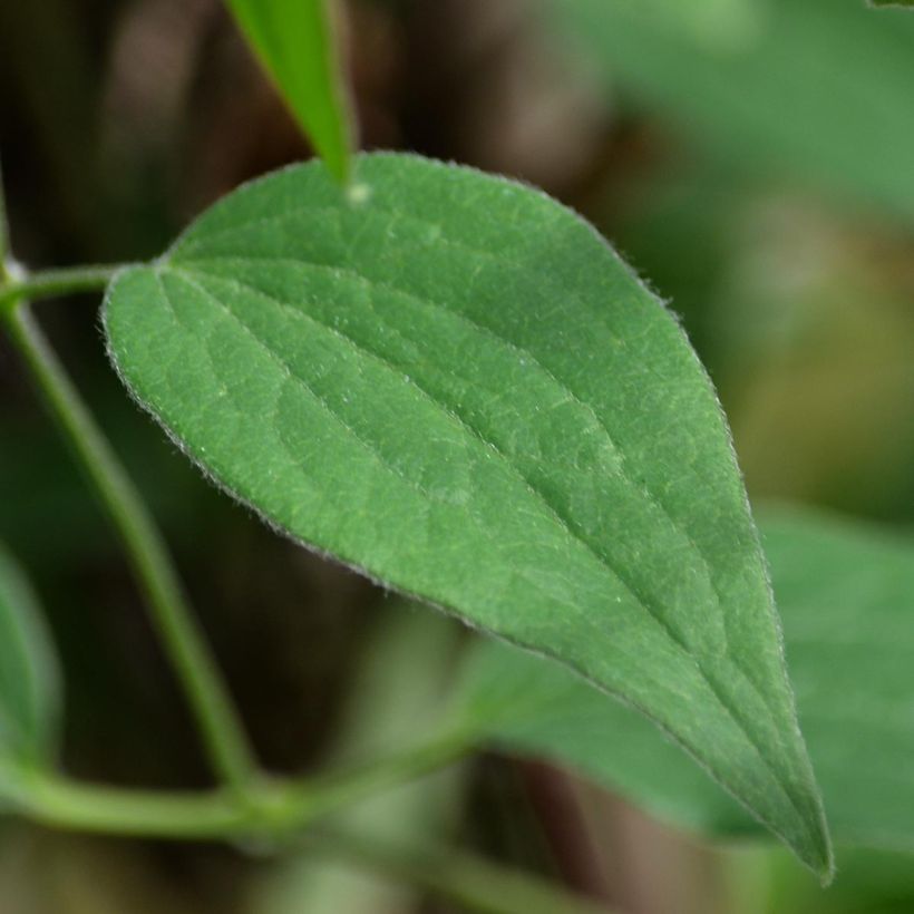 Waldrebe Blue pirouette - Clematis (Foliage)