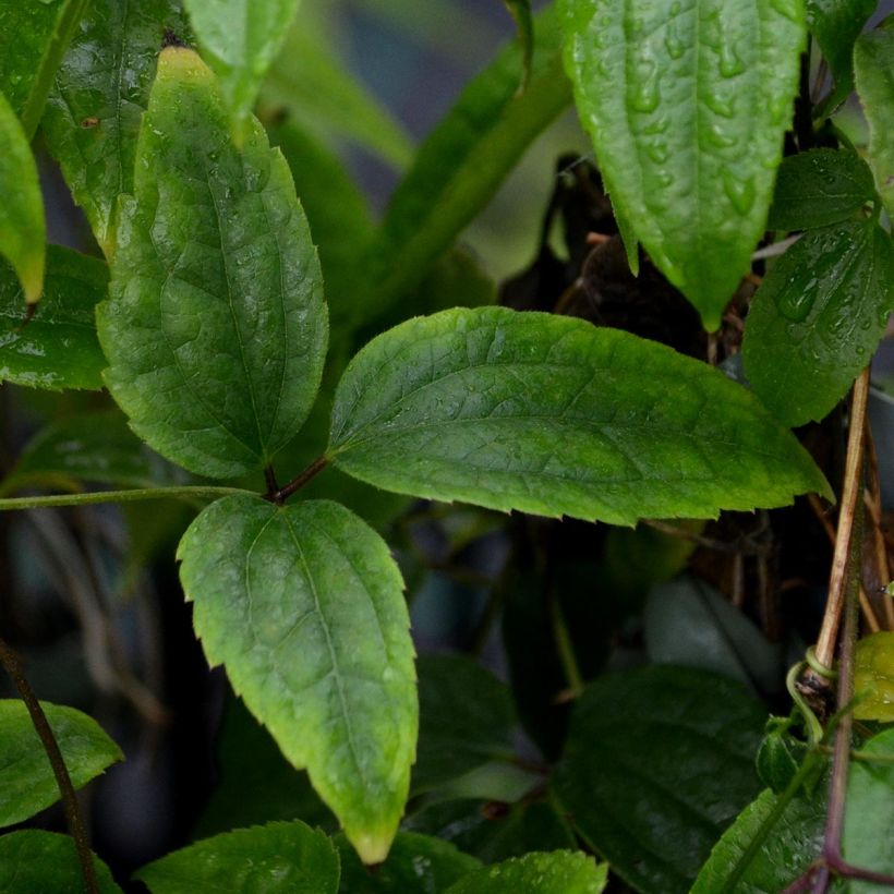 Clematis urophylla Winter Beauty - Waldrebe (Foliage)