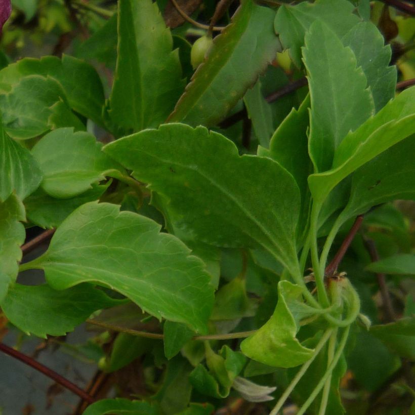 Clematis cirrhosa Lansdowne Gem - Waldrebe (Foliage)