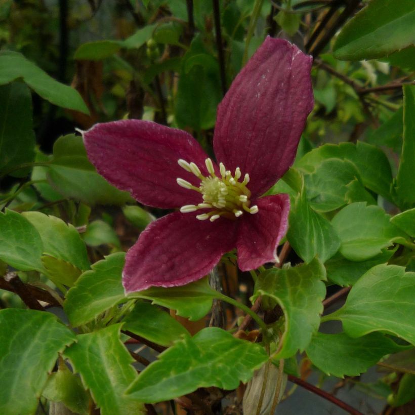 Clematis cirrhosa Lansdowne Gem - Waldrebe (Flowering)