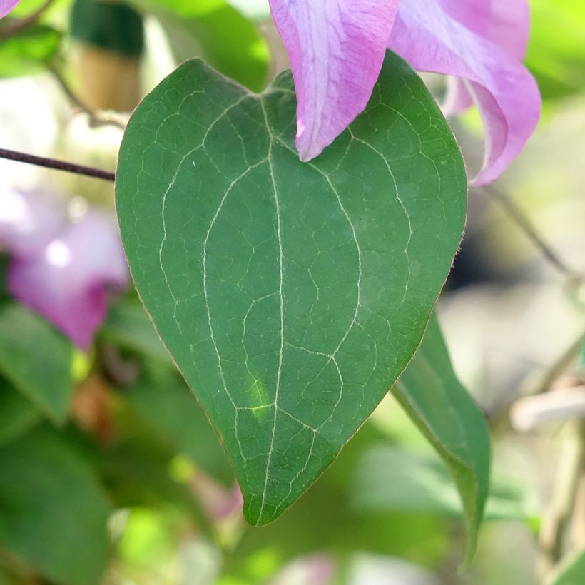 Clematis Abilène - Waldrebe (Laub)