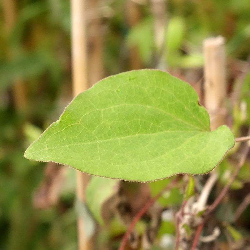 Clematis Alice Fisk - Waldrebe (Foliage)