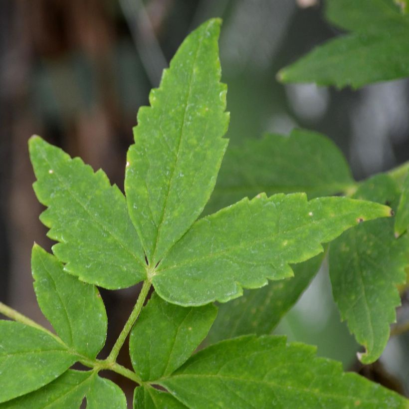 Clematis alpina Plena - Alpen-Waldrebe (Foliage)