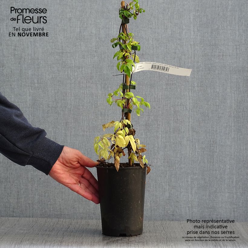 Example of Waldrebe Francis Rivis - Clematis Topf mit 2L/3L as you get in automne