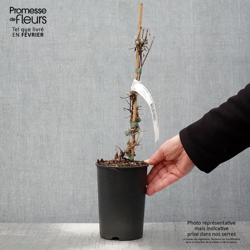 Exemplar von Waldrebe Francis Rivis - Clematis Topf mit 2L/3L wie im Winter geliefert