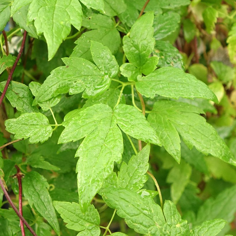 Waldrebe Ocean Pearl - Clematis (Foliage)