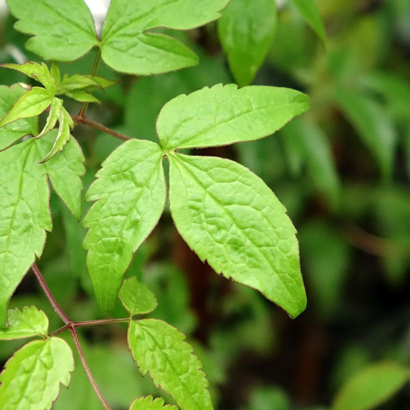 Clematis alpina - Alpen-Waldrebe (Foliage)