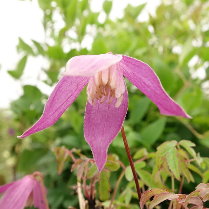 Clematis alpina Ruby - Alpen-Waldrebe (Flowering)