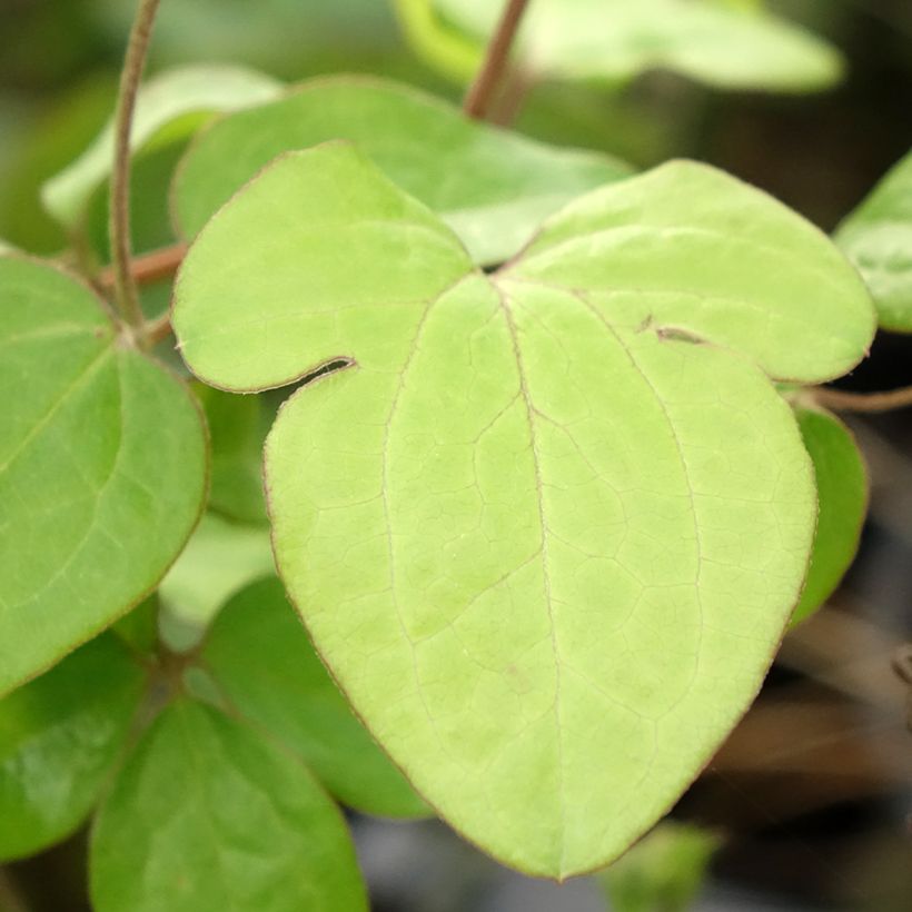 Waldrebe Andromeda - Clematis (Foliage)