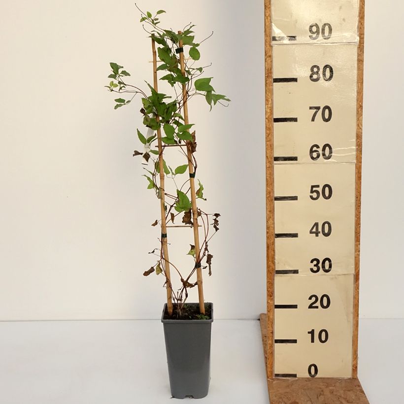 Exemplar von Waldrebe Anna Louise Evithree - Clematis Topf mit 3L/4L wie im Herbst geliefert