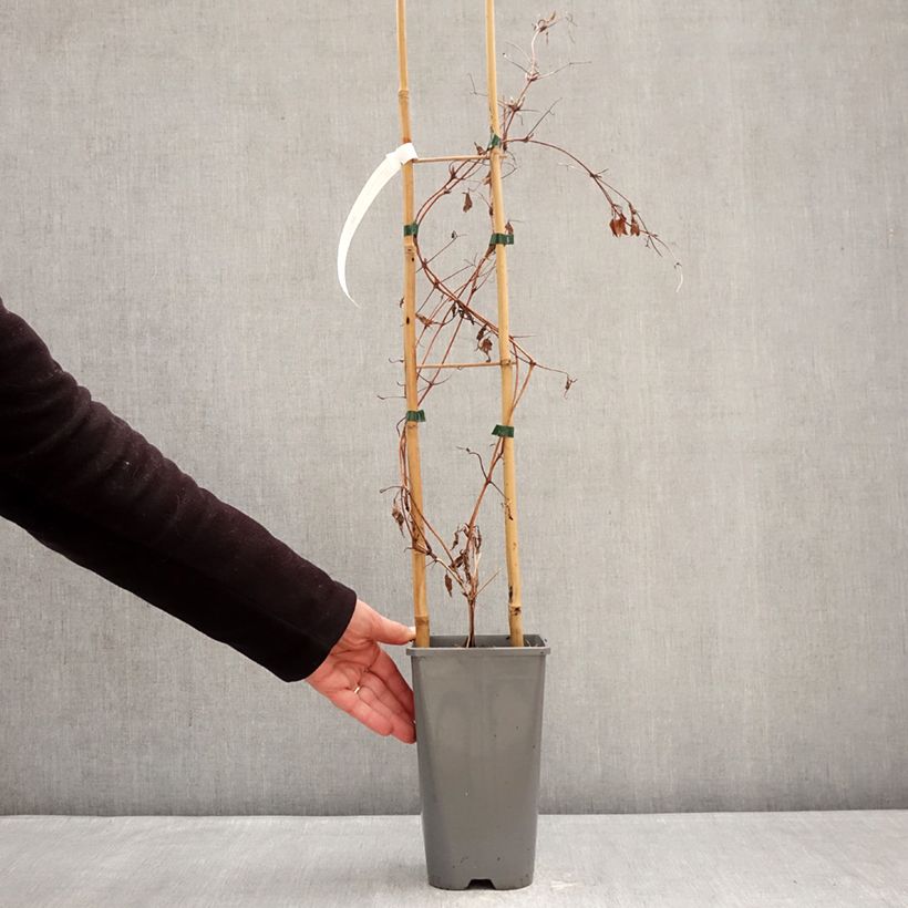 Exemplar von Waldrebe Anna Louise Evithree - Clematis Topf mit 3L/4L wie im Winter geliefert